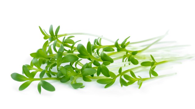 germes de soja